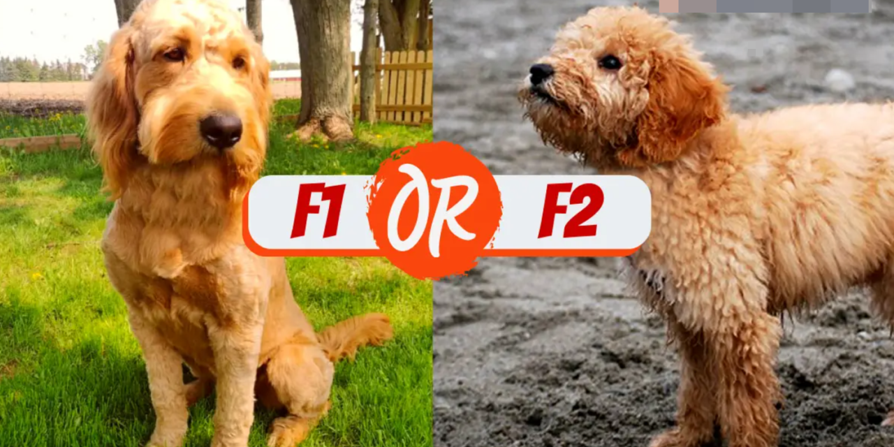 F1 oder F2 Labradoodle? : Was ist besser?